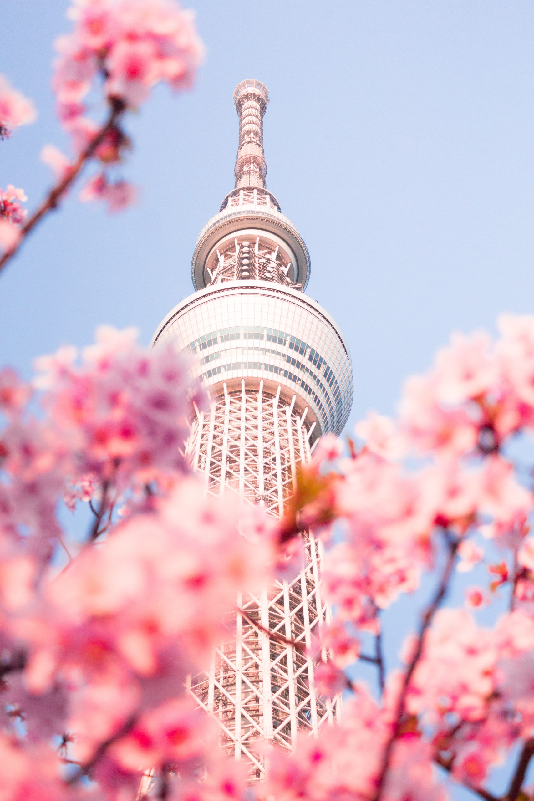 Scorcio di Tokyo durante la fioritura in Giappone